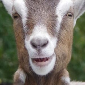 Live Toggenburg Goats