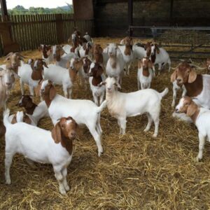 Pure Breed Boer Goats