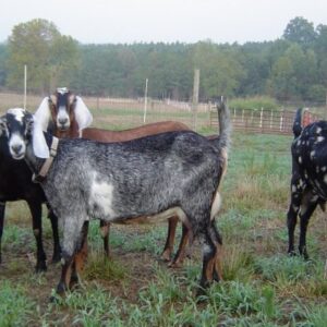 Pure Nubian Dairy Goats