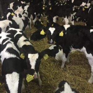 WEANER CALVES